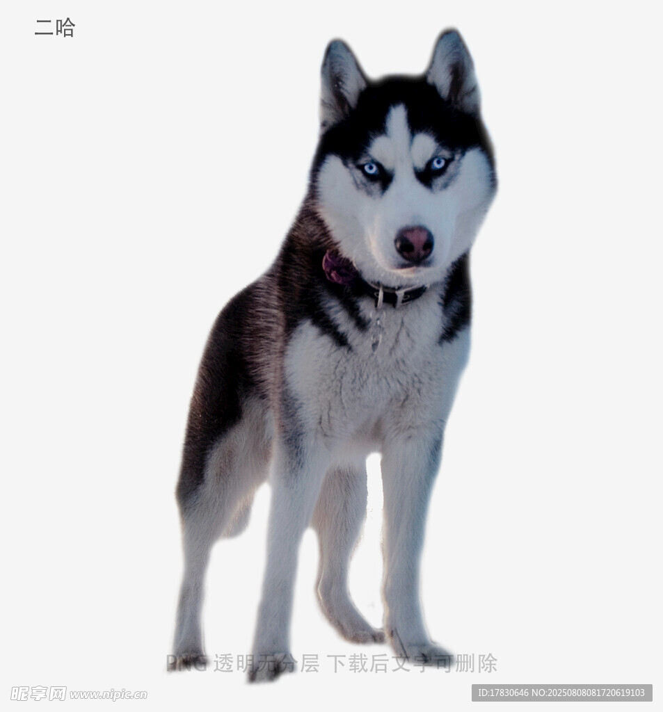 二哈