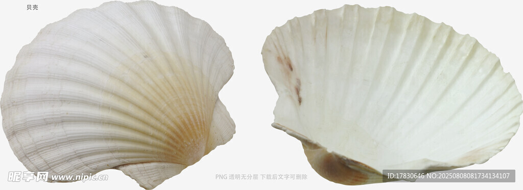 贝壳
