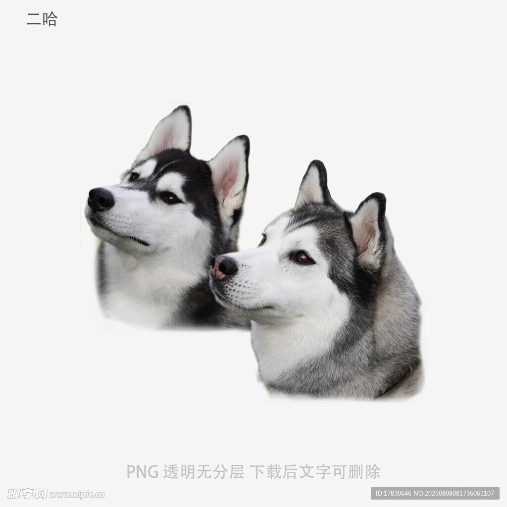 二哈