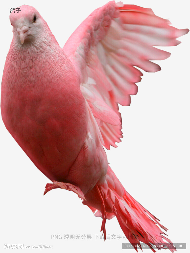 鸽子