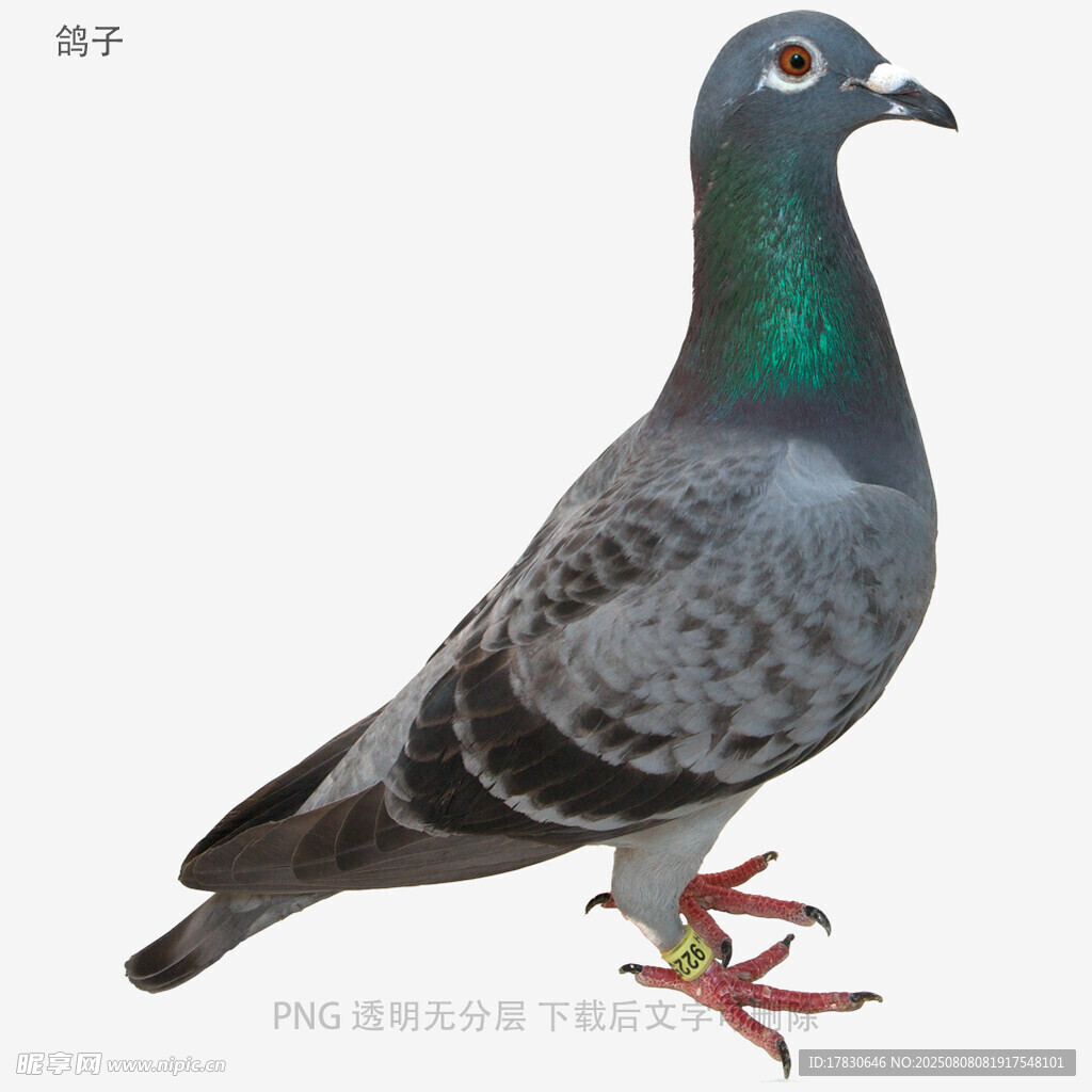 鸽子