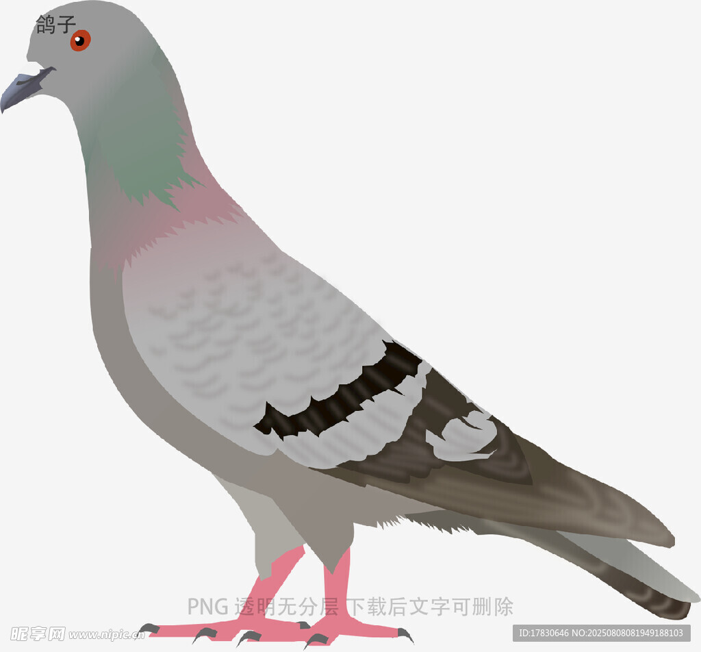 鸽子