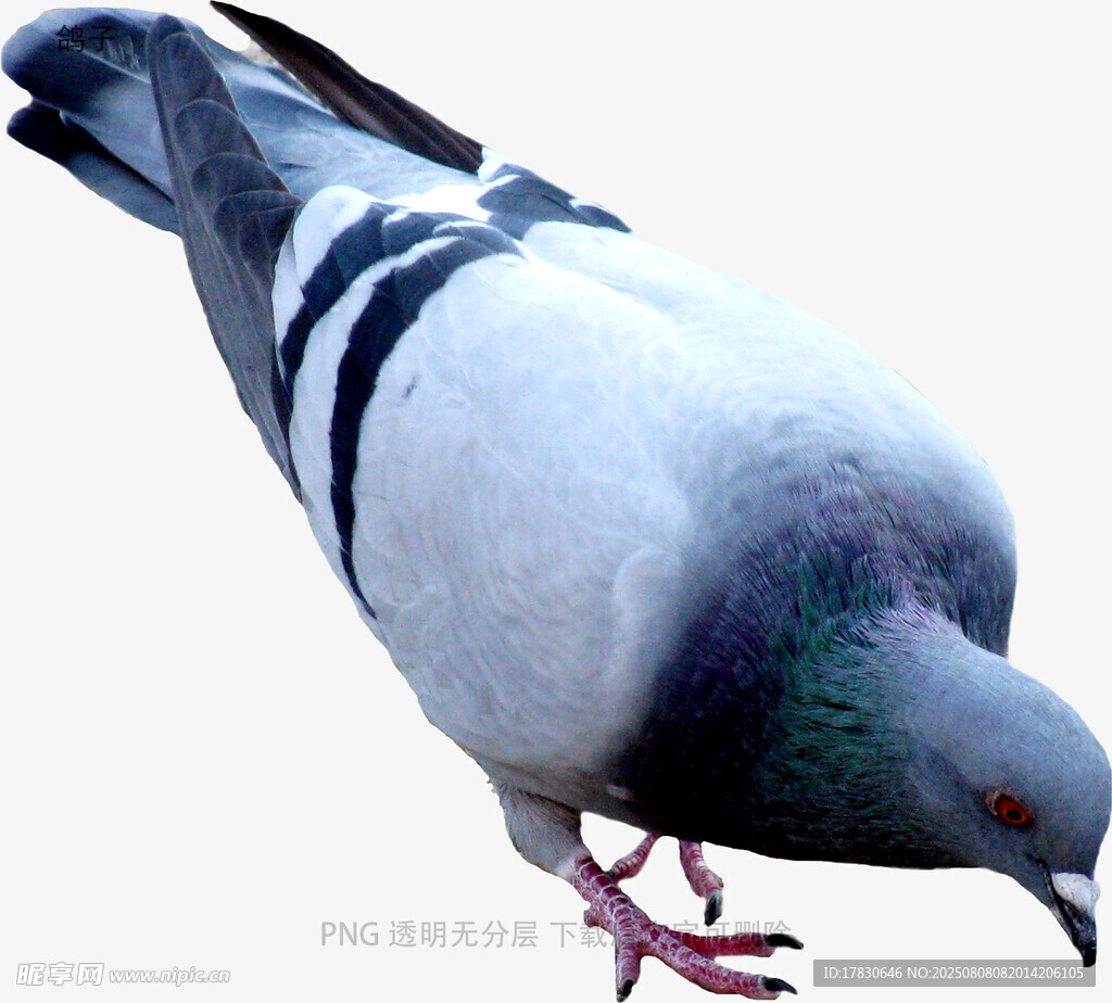 鸽子