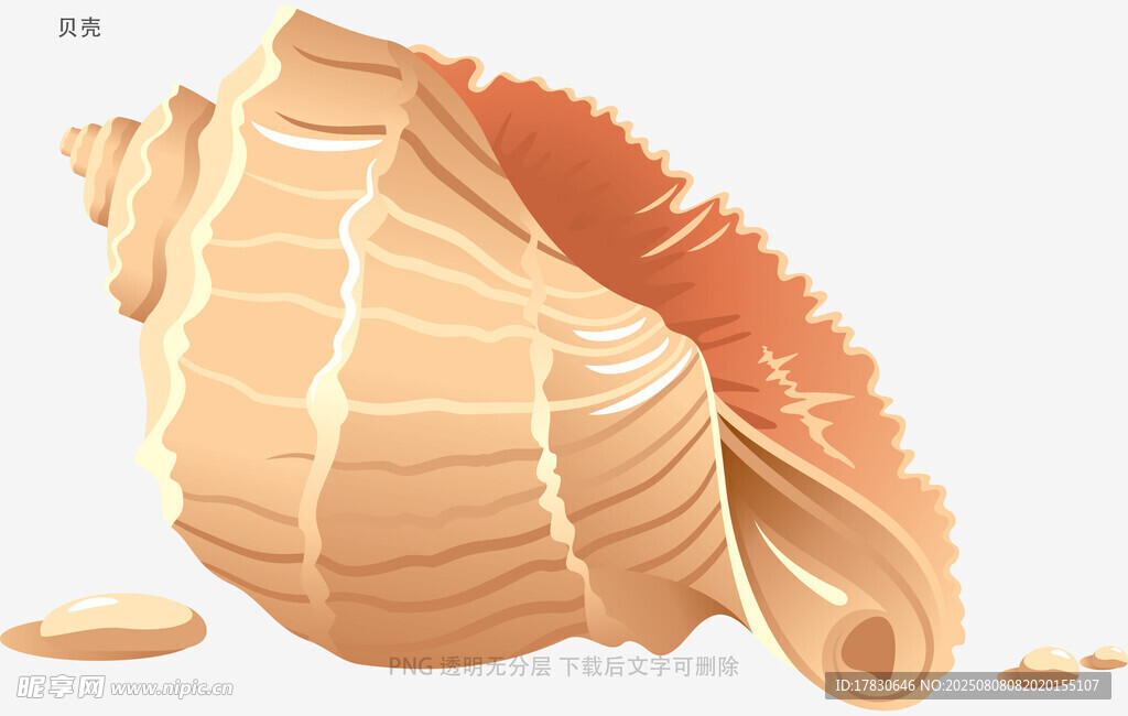 贝壳
