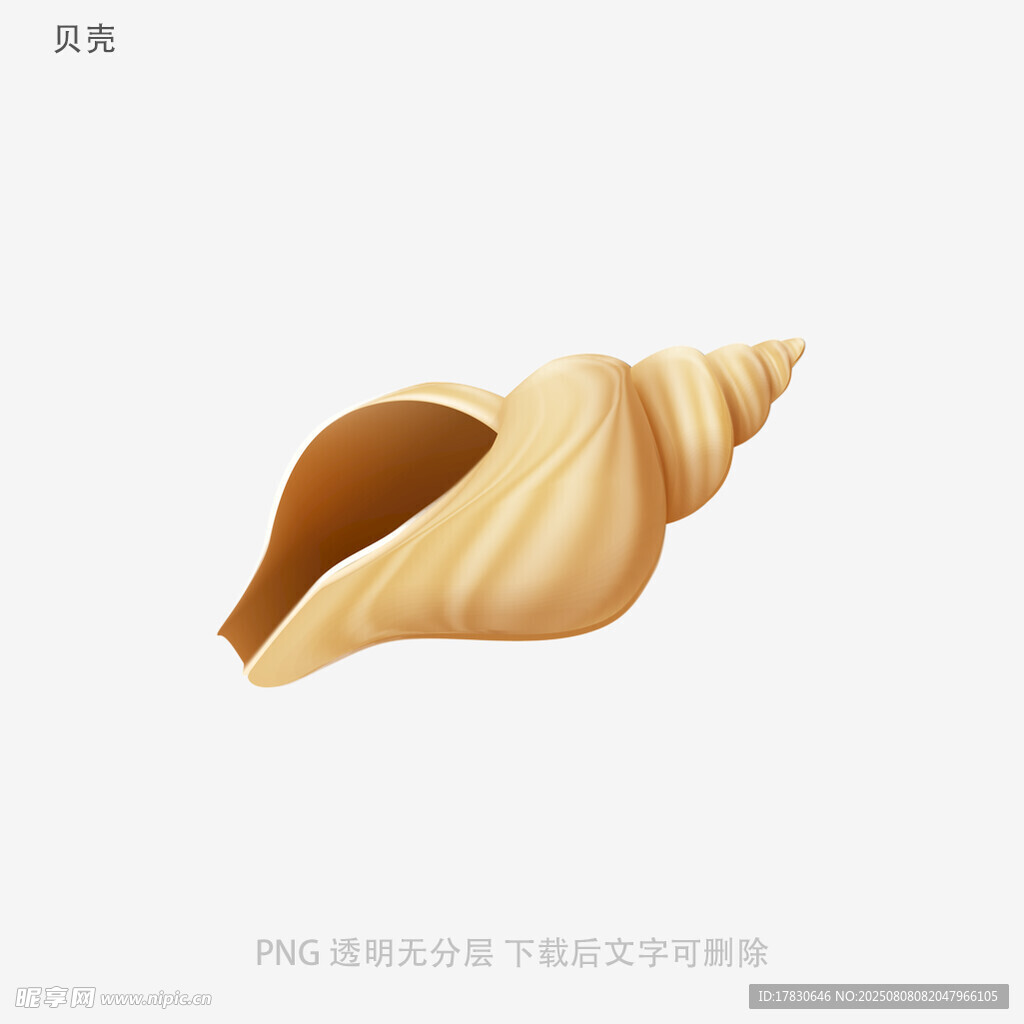 贝壳