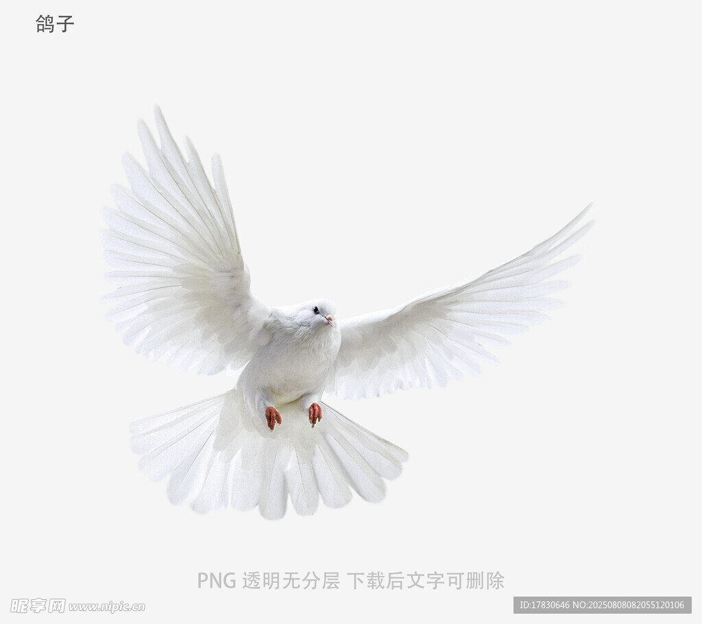 鸽子