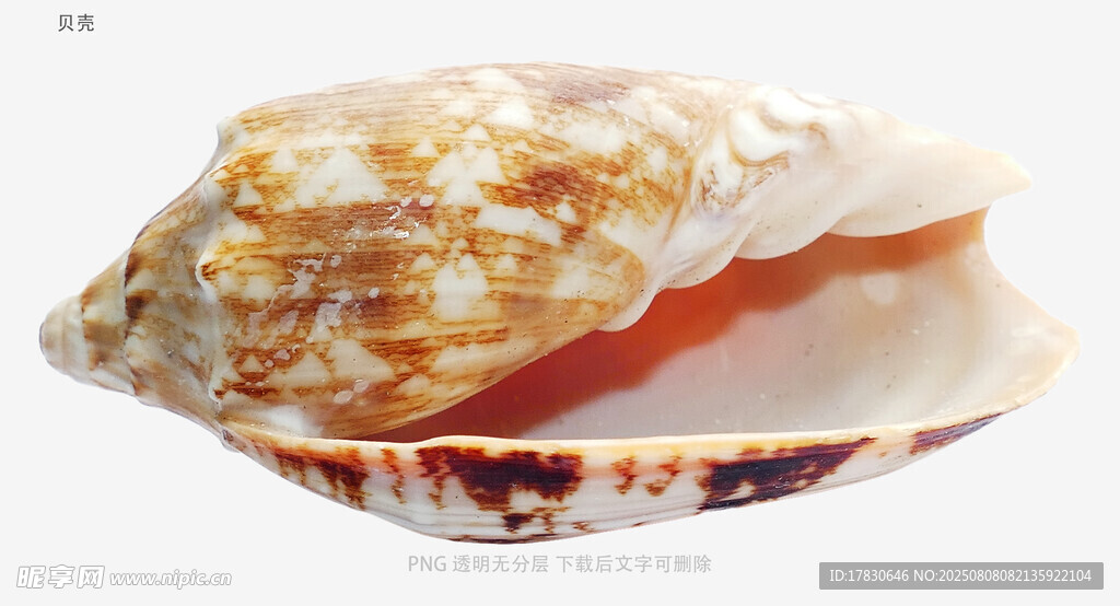 贝壳