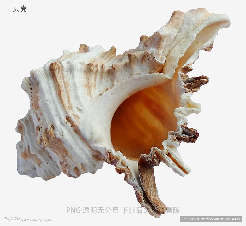 贝壳
