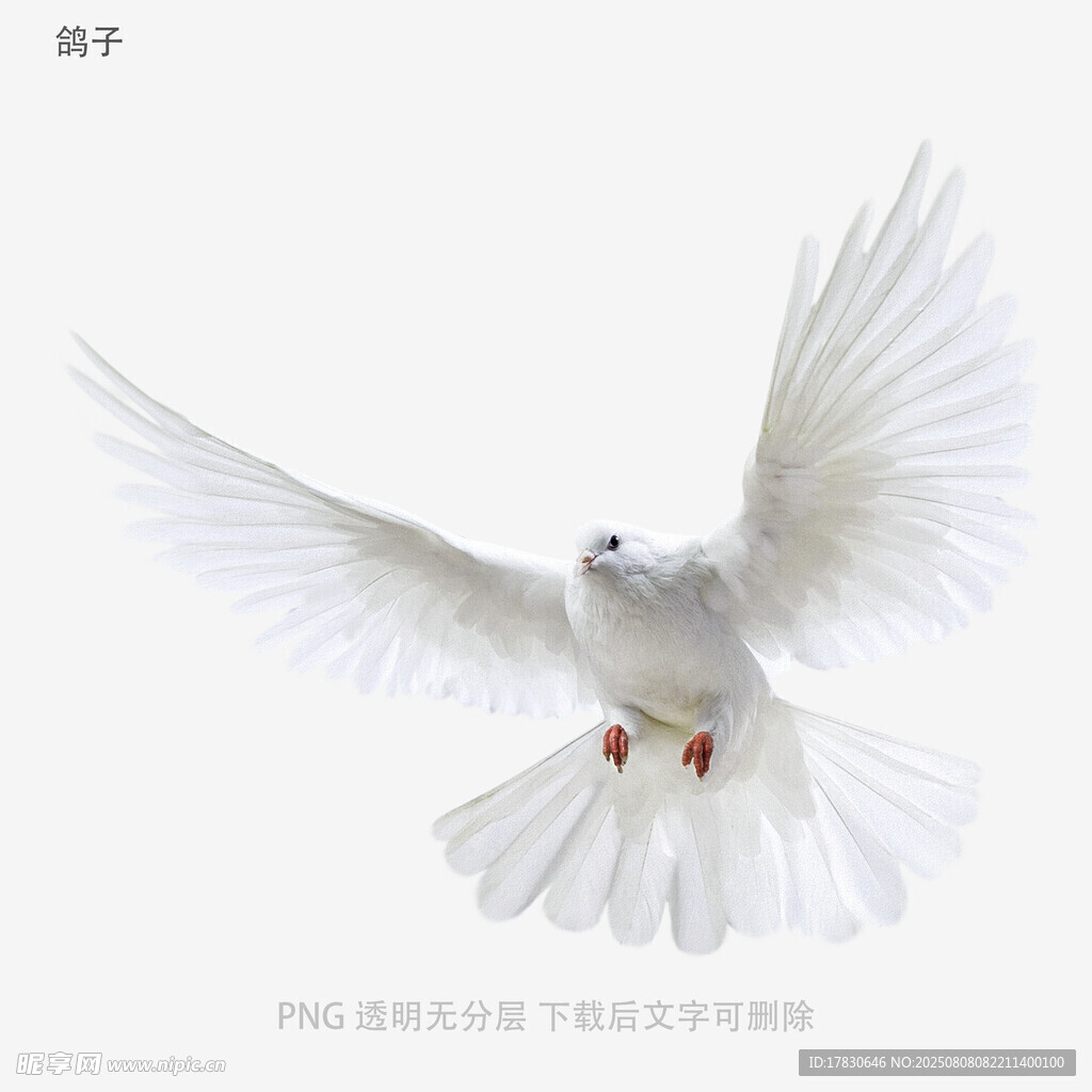 鸽子