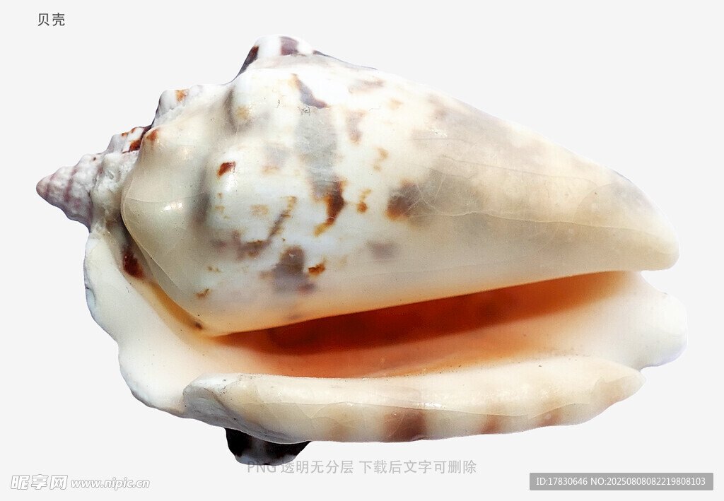 贝壳