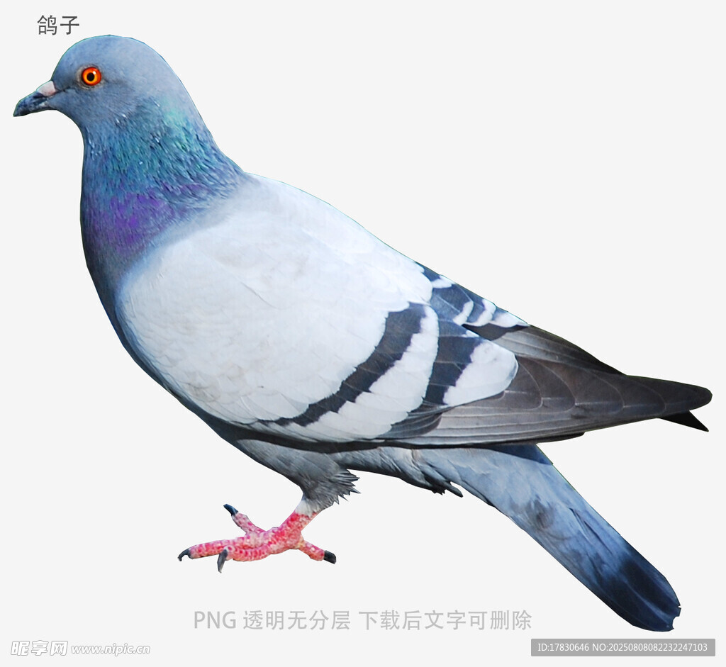 鸽子