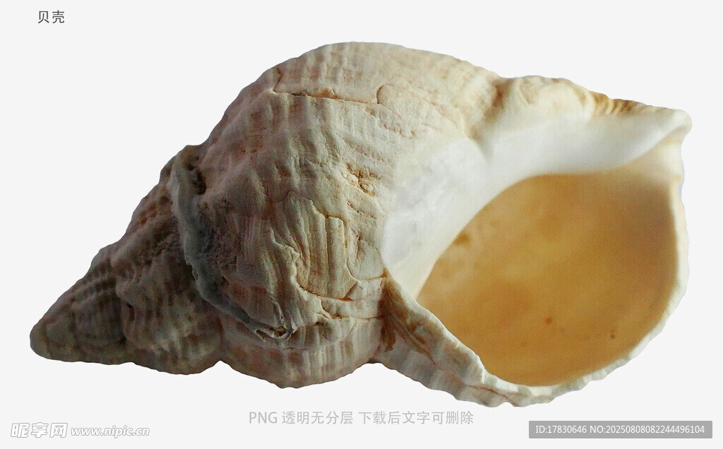 贝壳