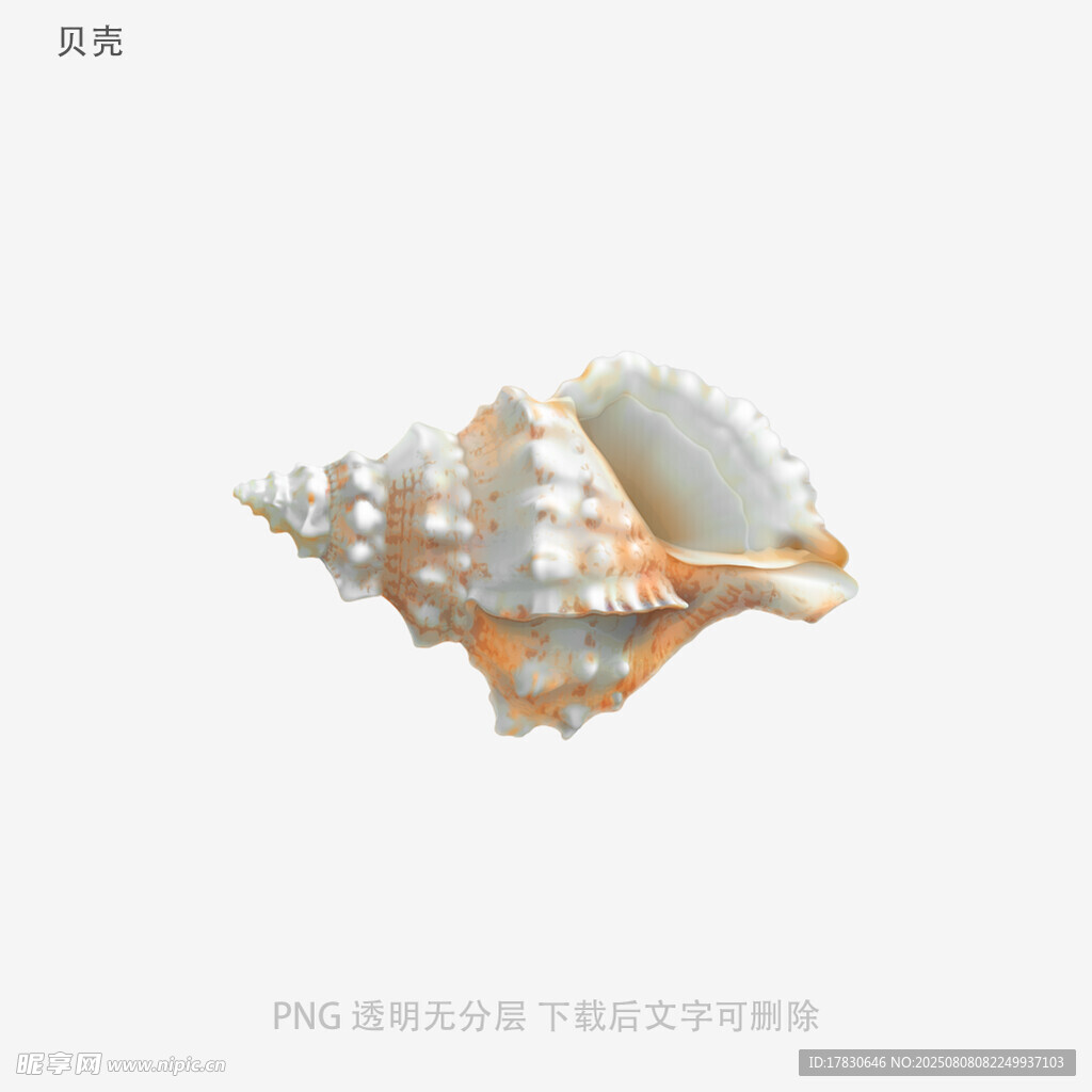 贝壳