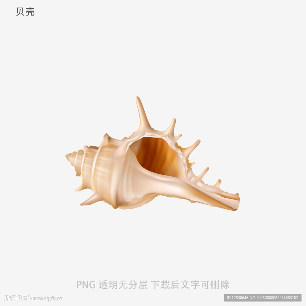 贝壳