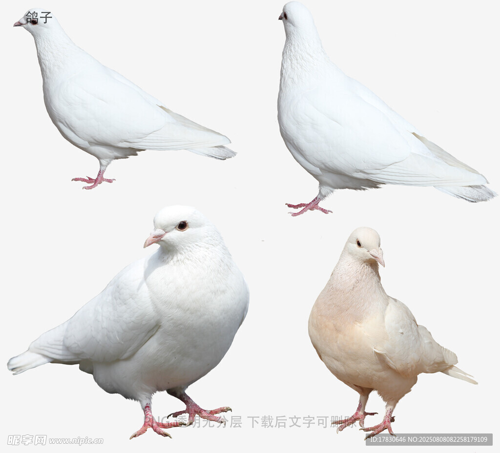 鸽子