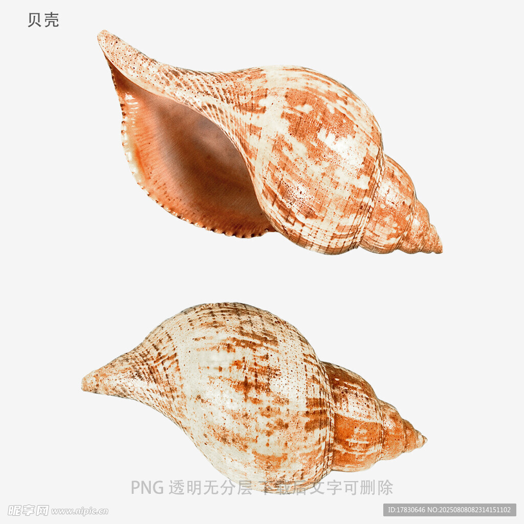贝壳