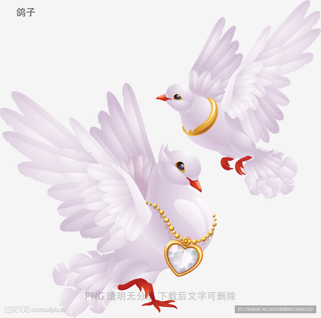鸽子
