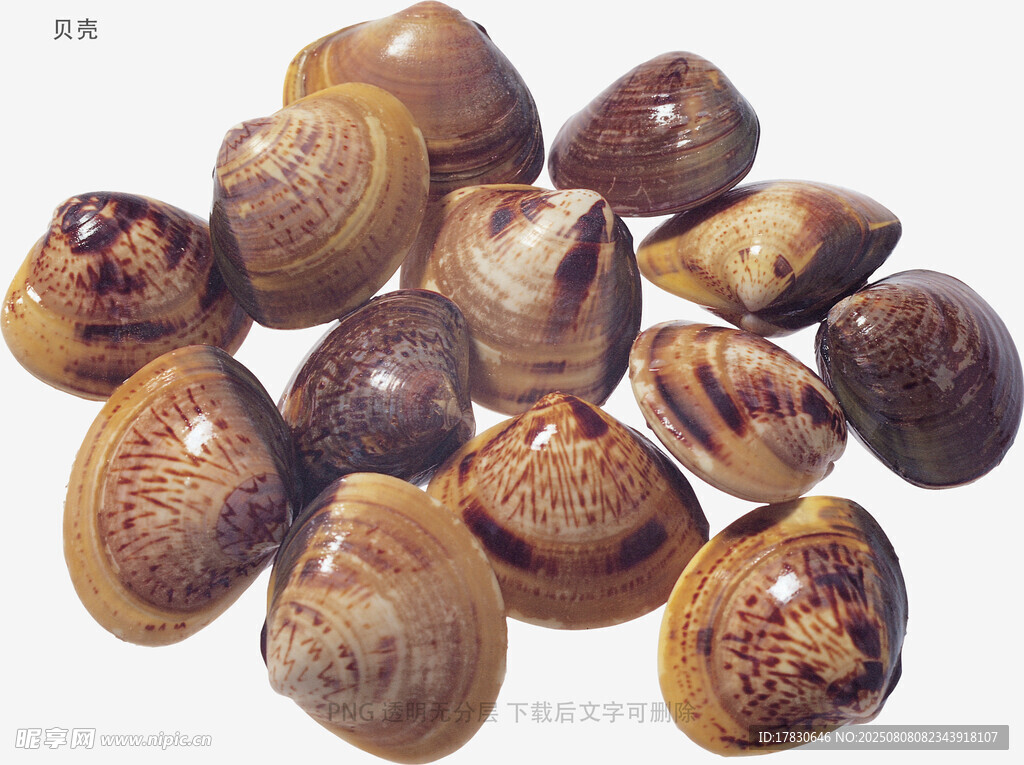 贝壳