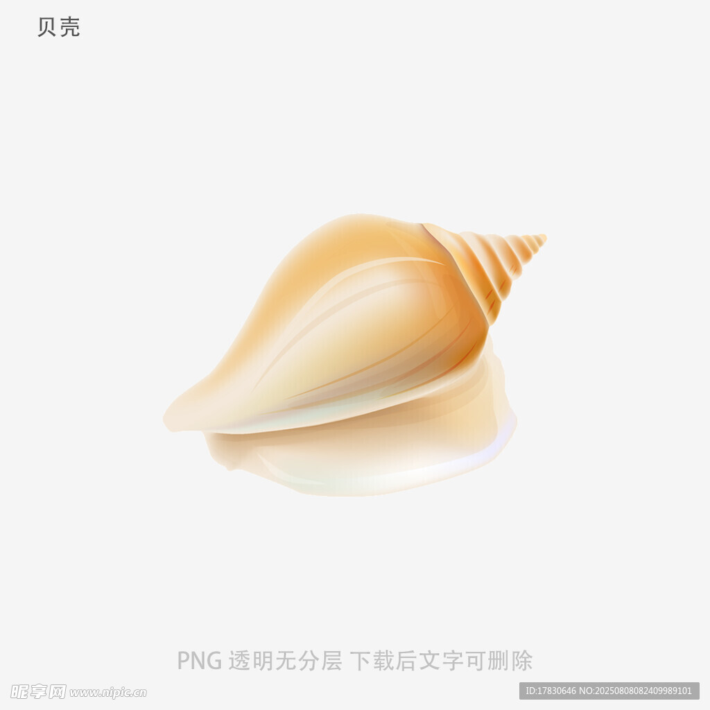 贝壳