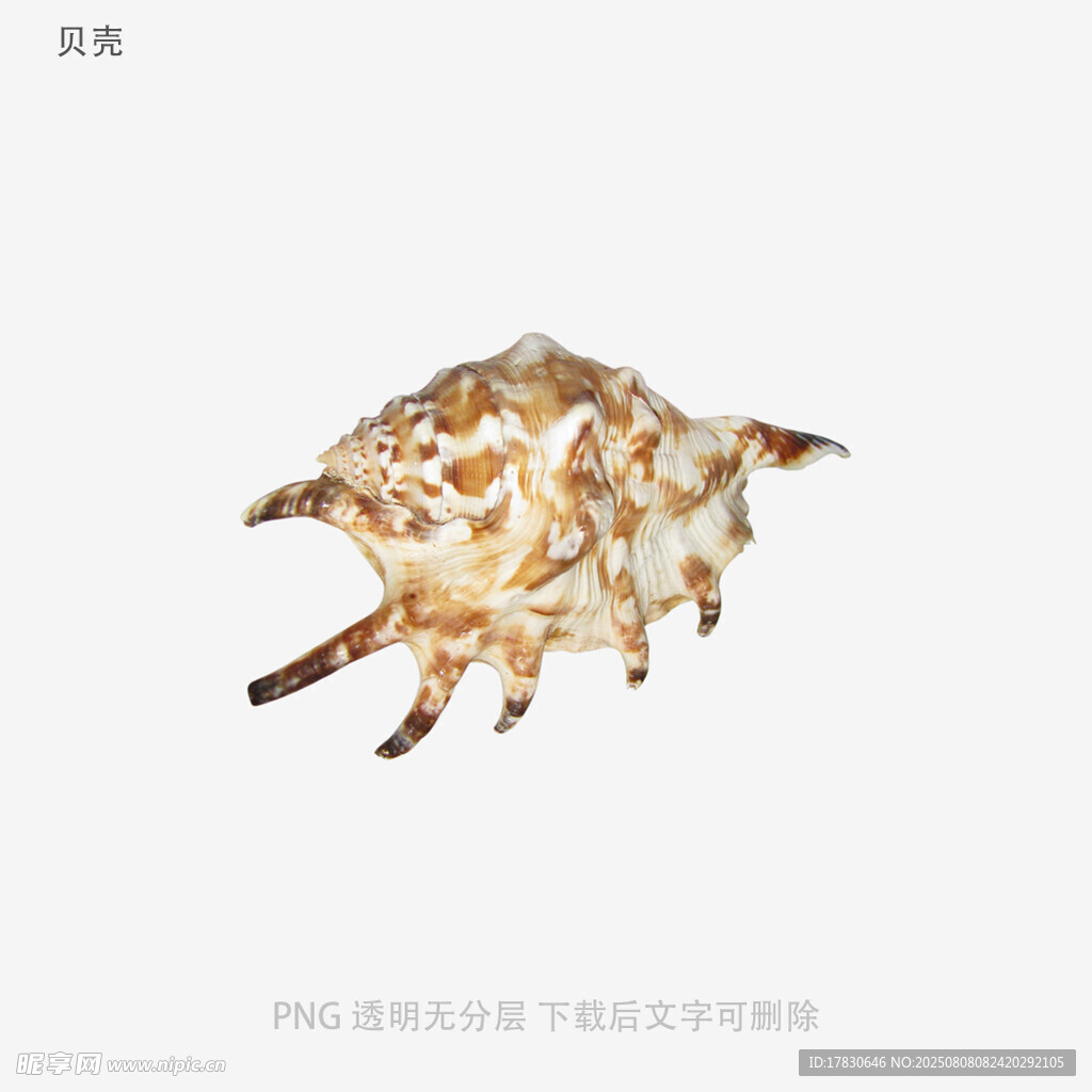 贝壳