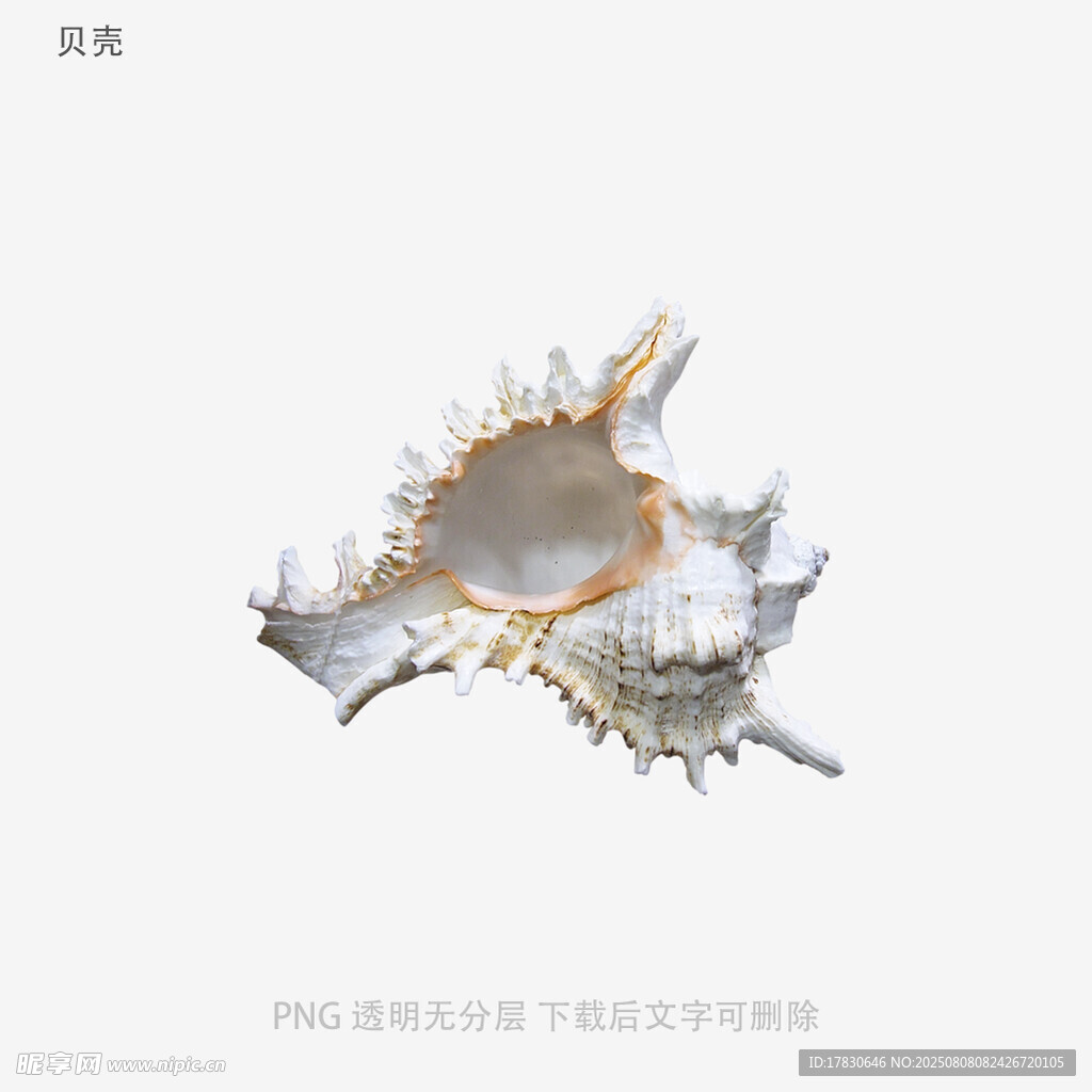 贝壳