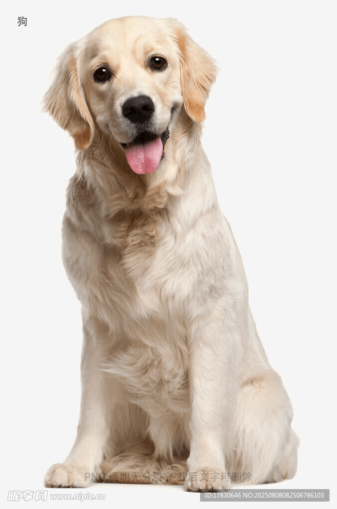狗