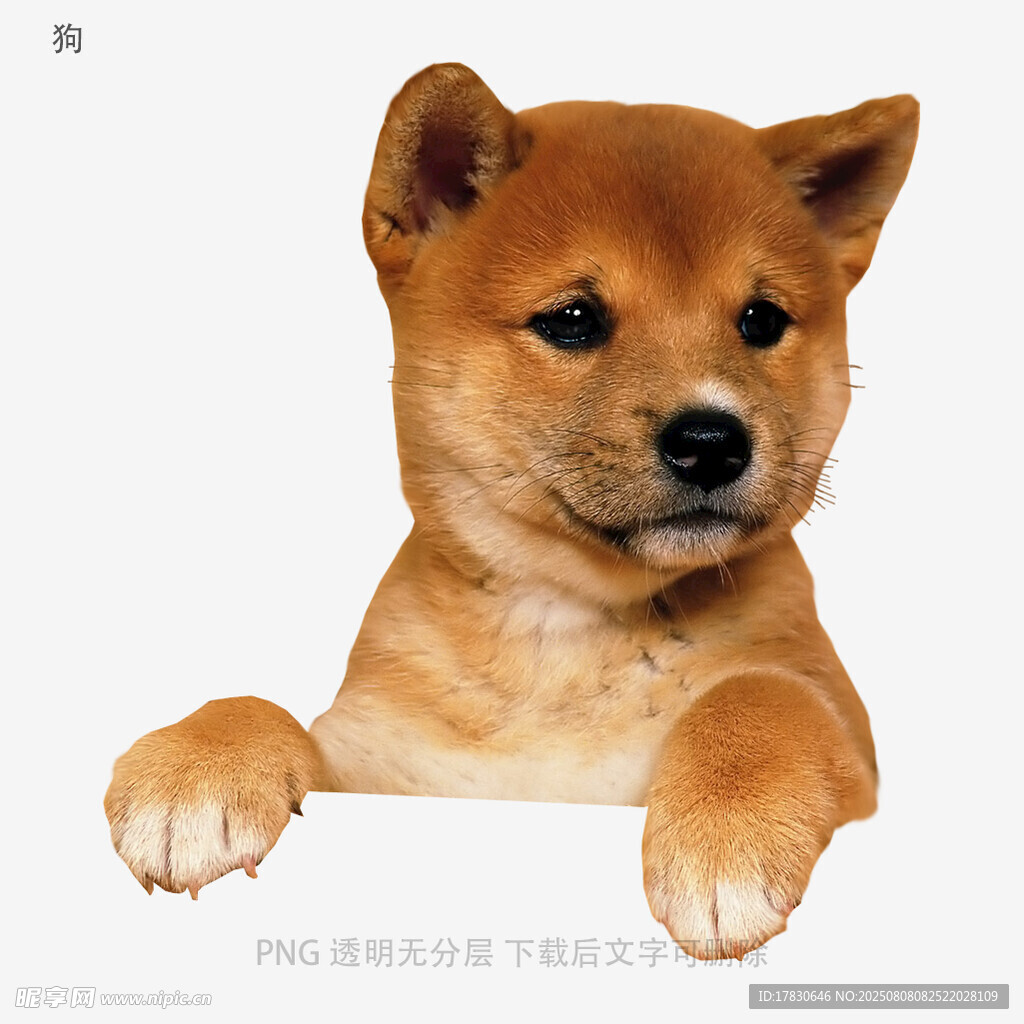 狗