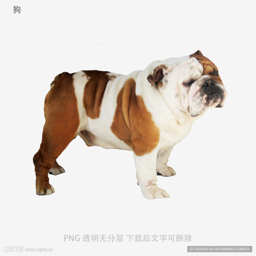 狗