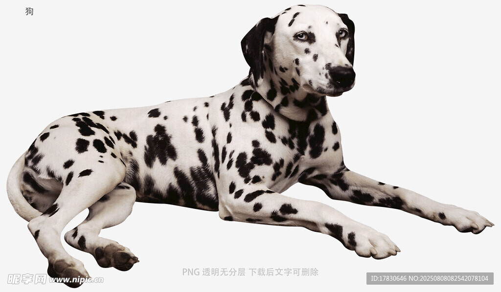 狗
