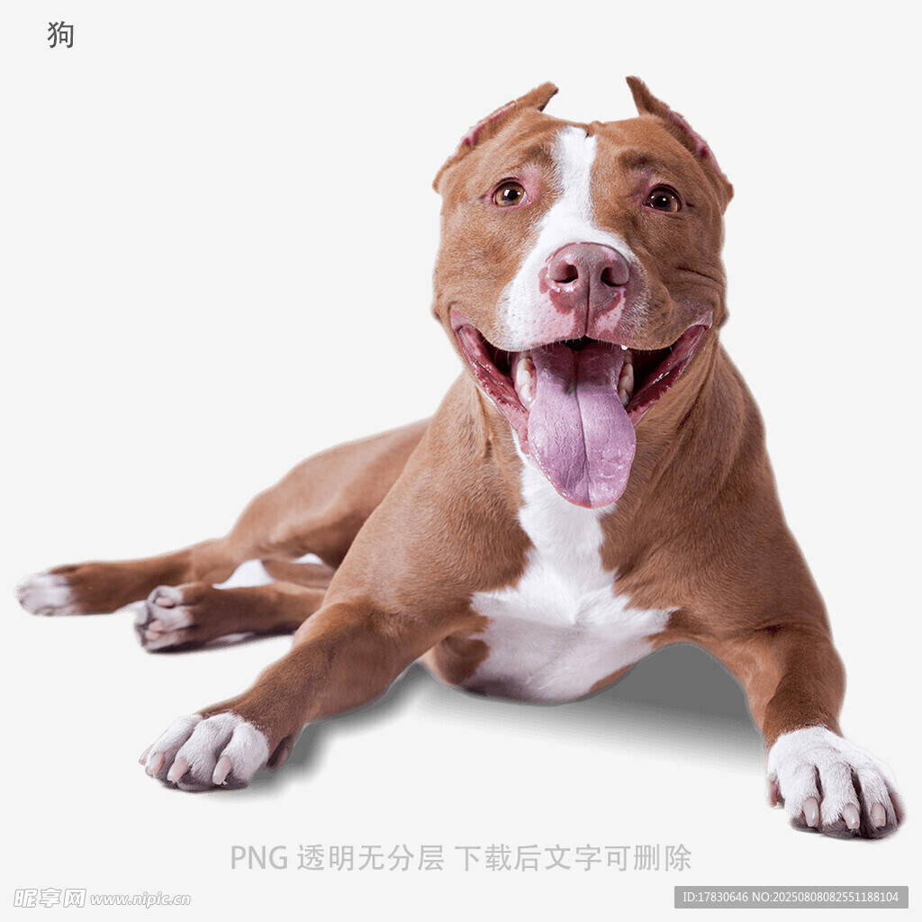 狗