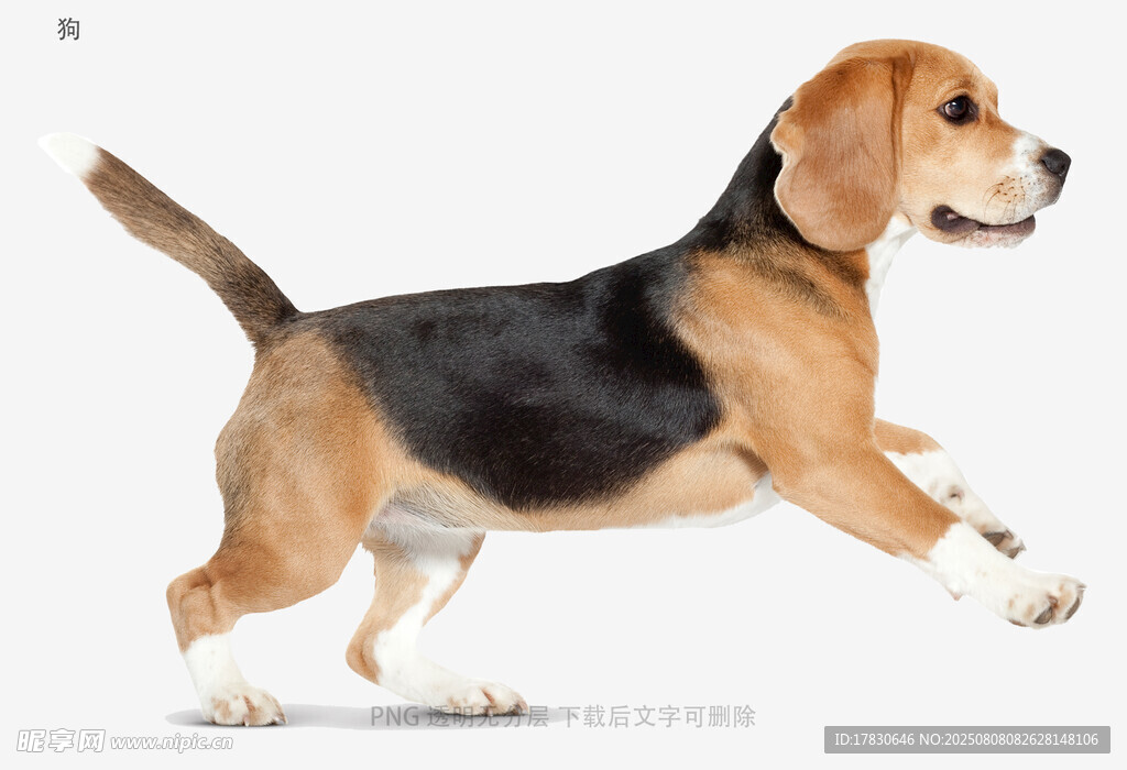 狗