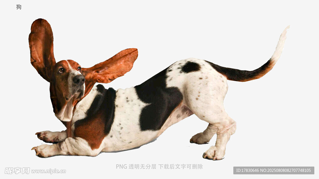 狗