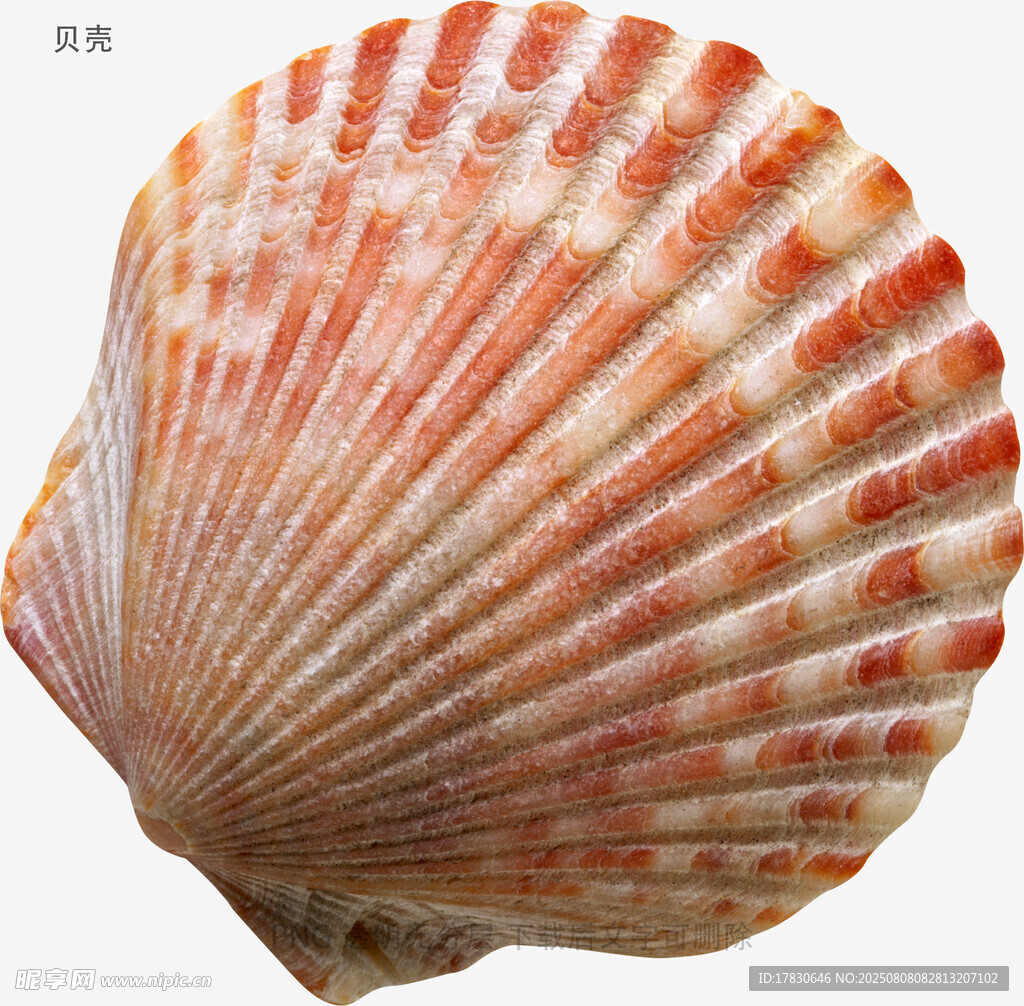 贝壳