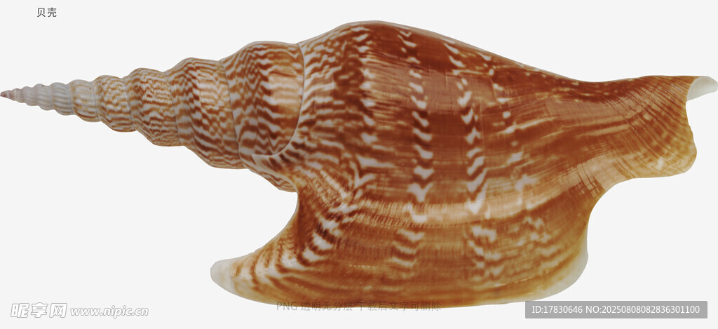 贝壳