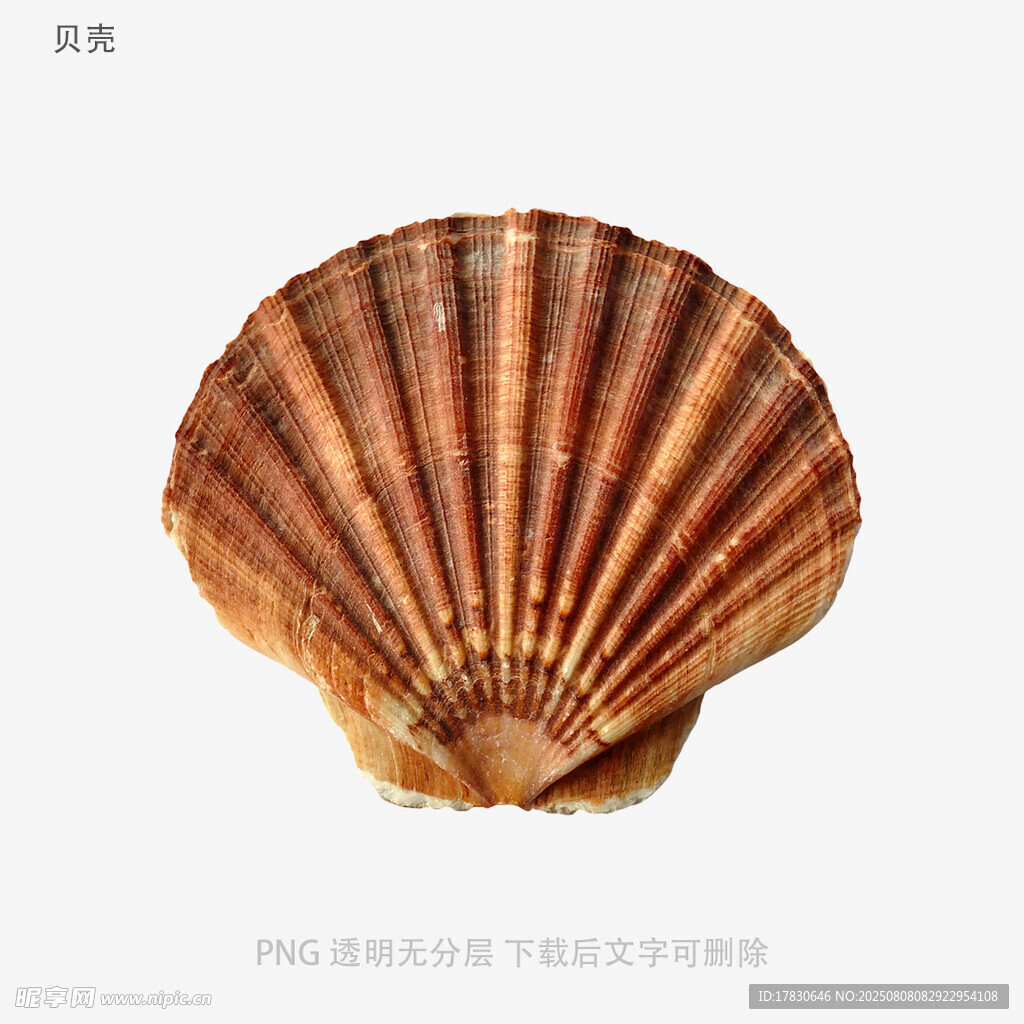贝壳