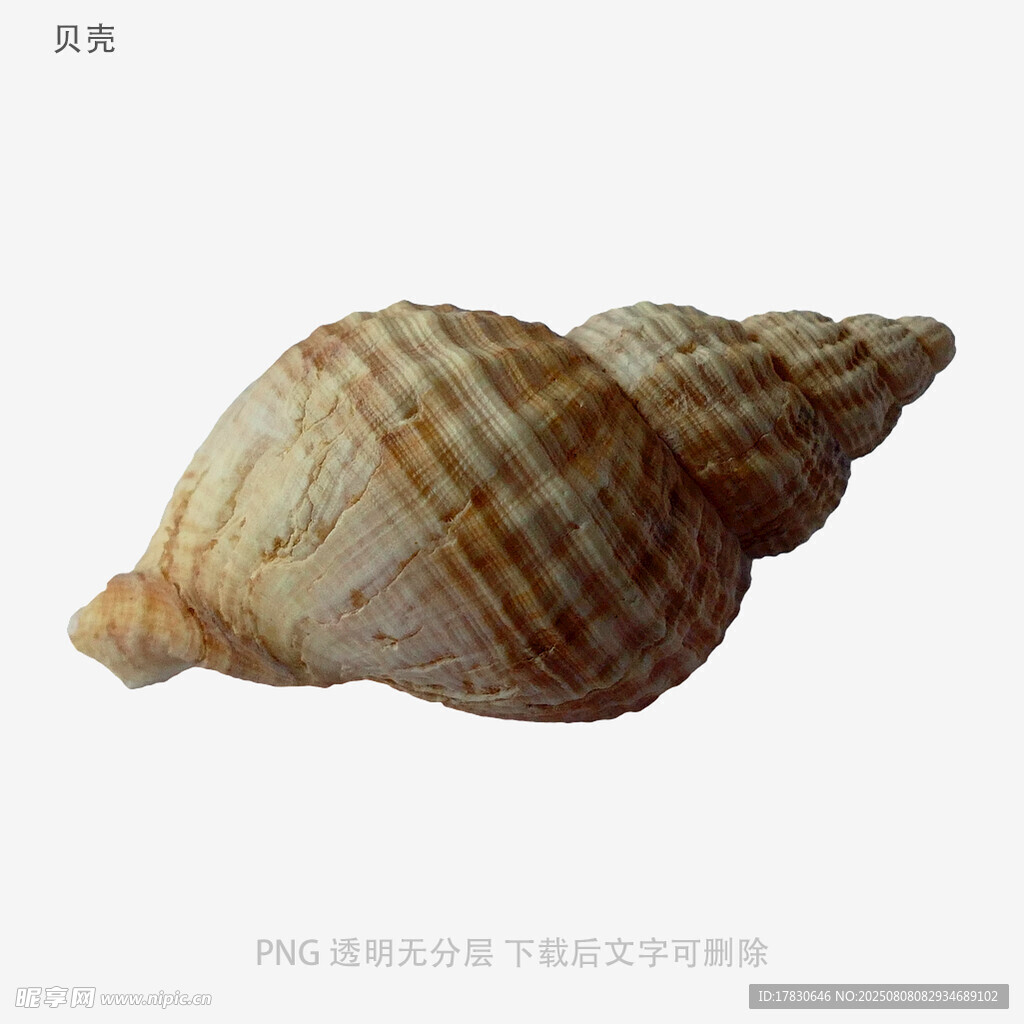 贝壳