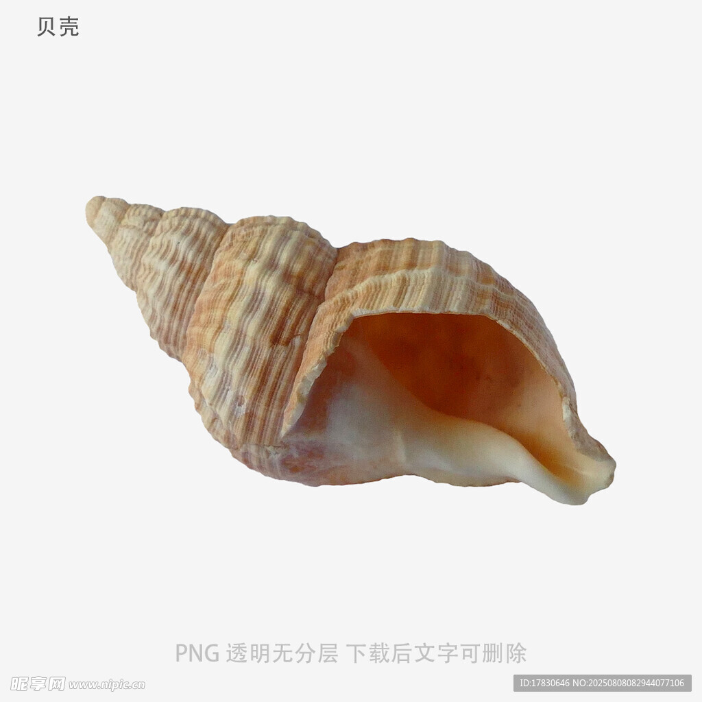 贝壳