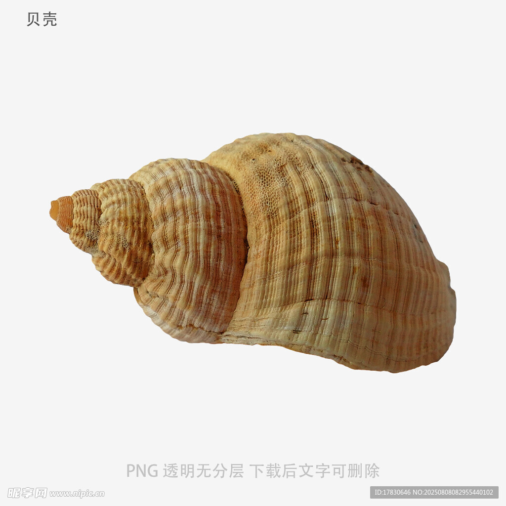 贝壳