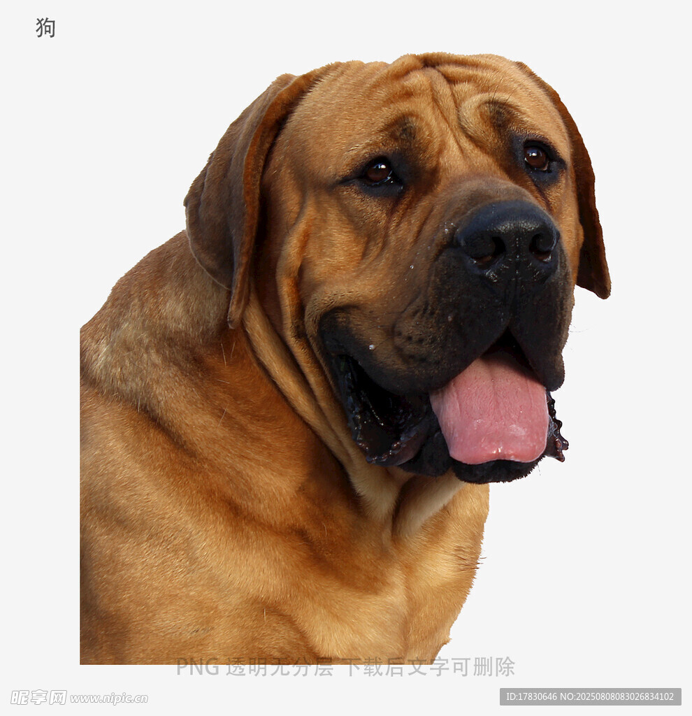 狗