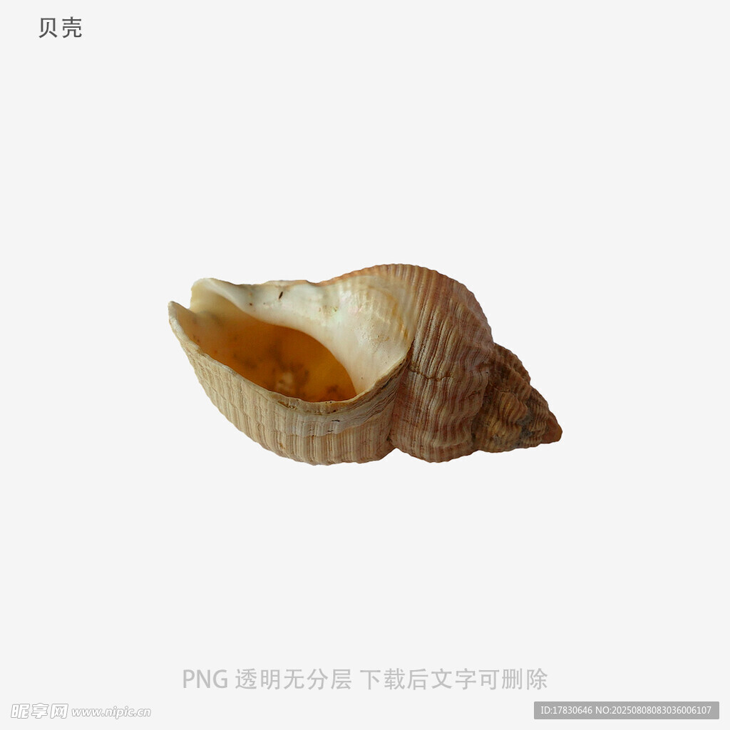 贝壳