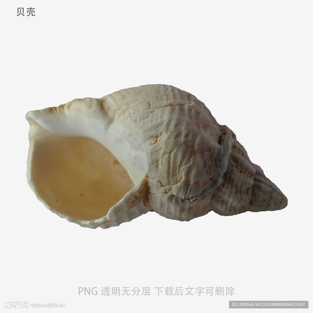 贝壳