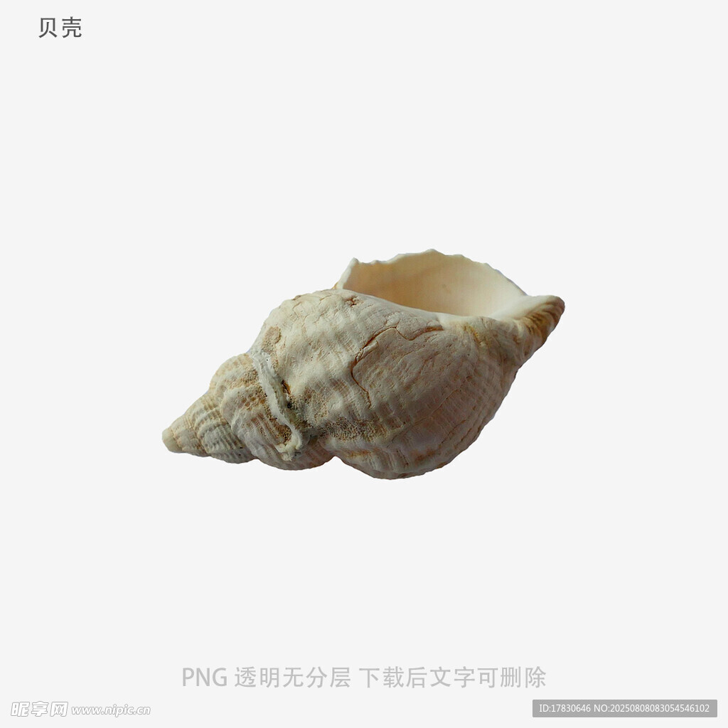 贝壳