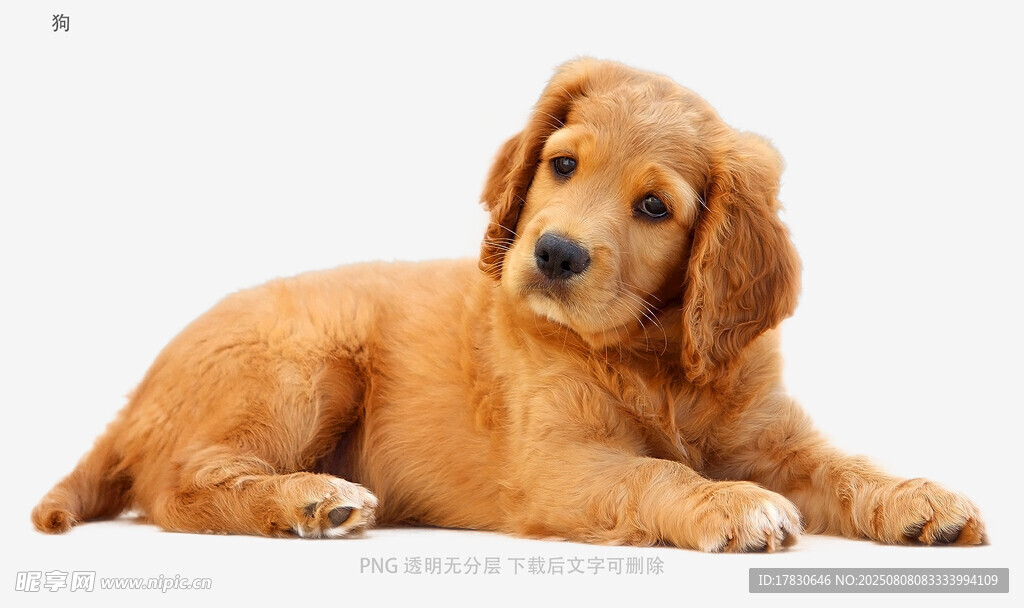狗