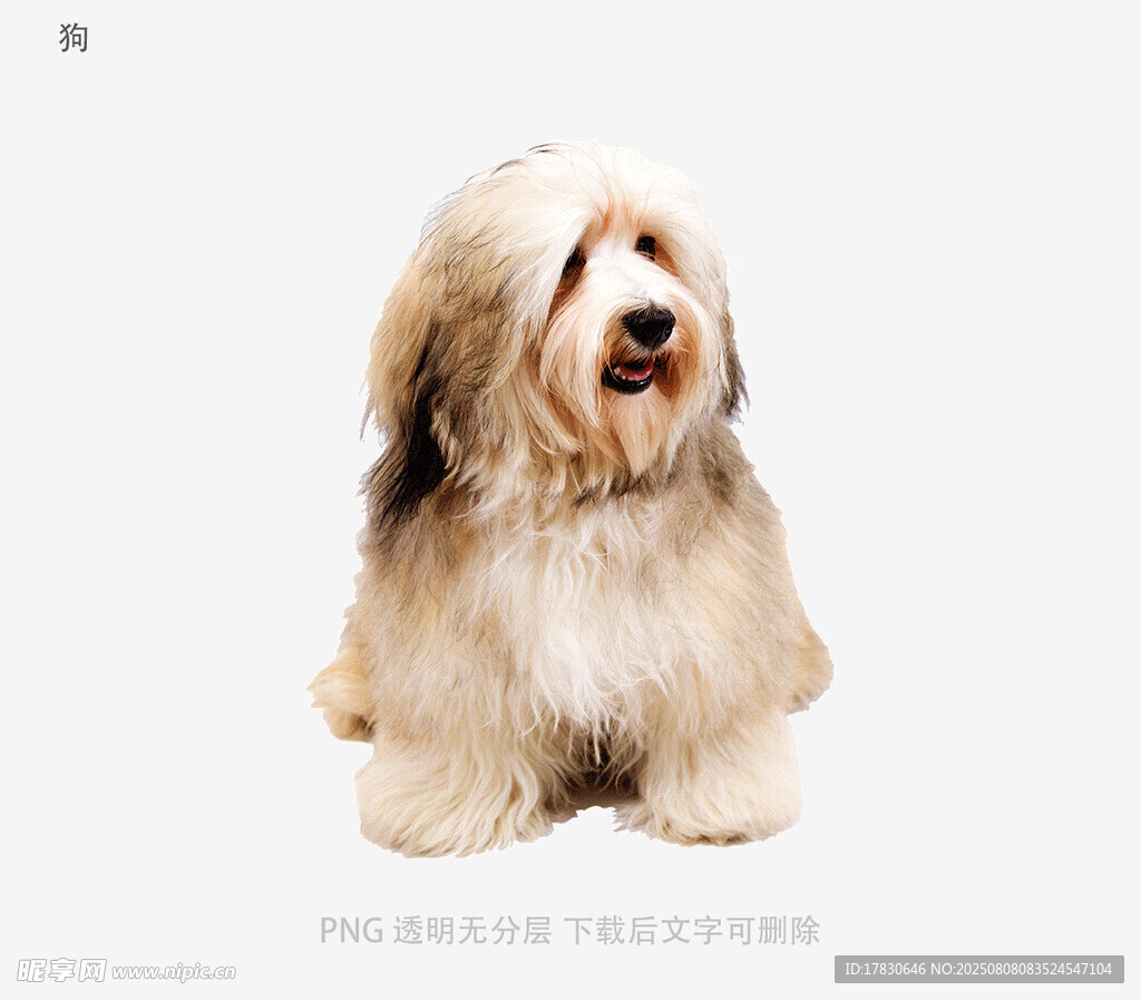 狗