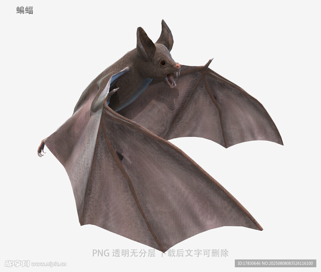 蝙蝠