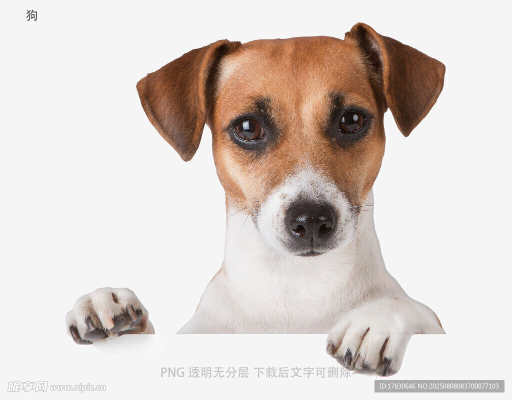 狗