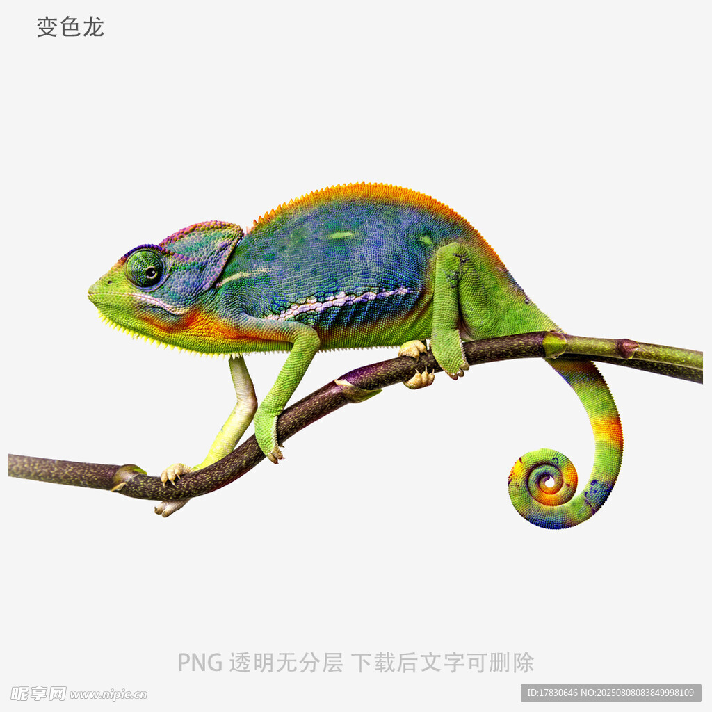 变色龙