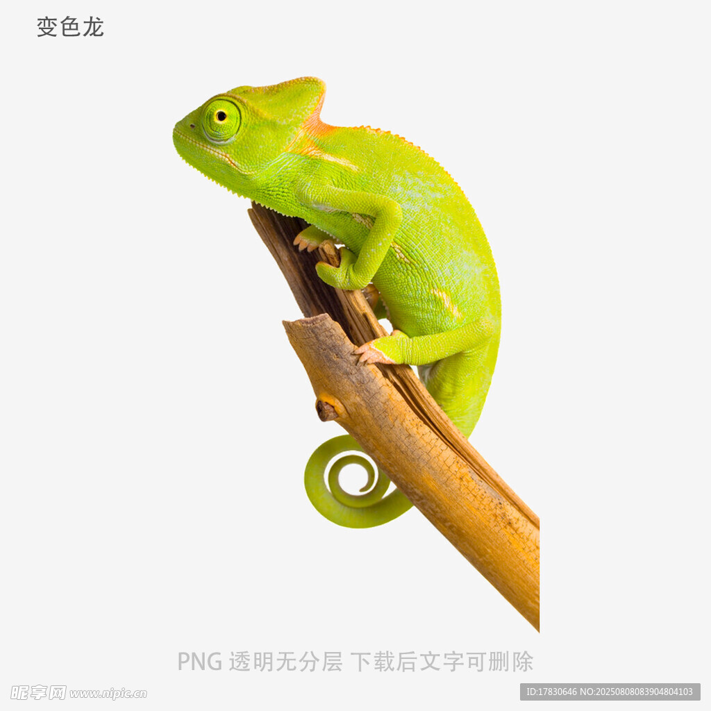 变色龙