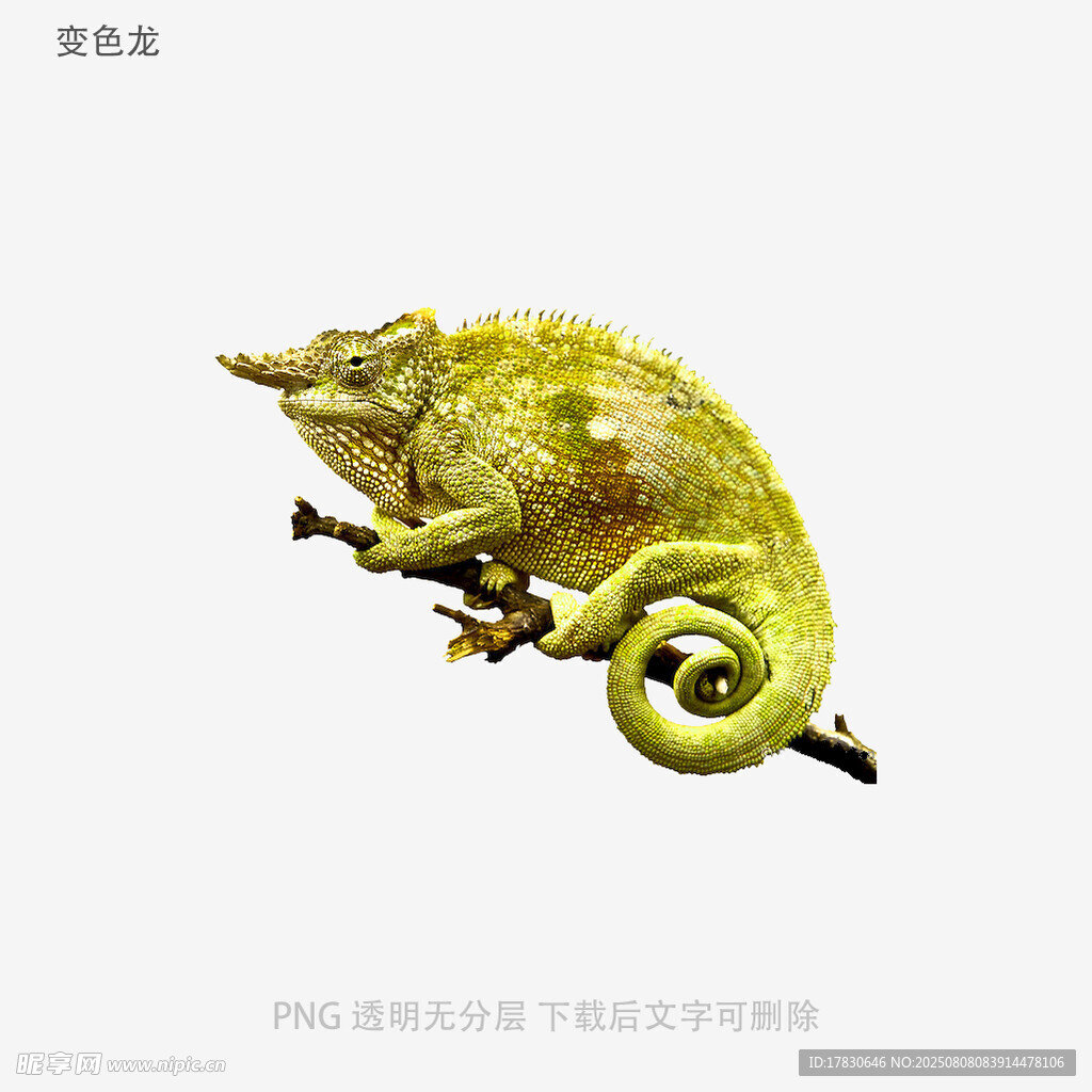 变色龙