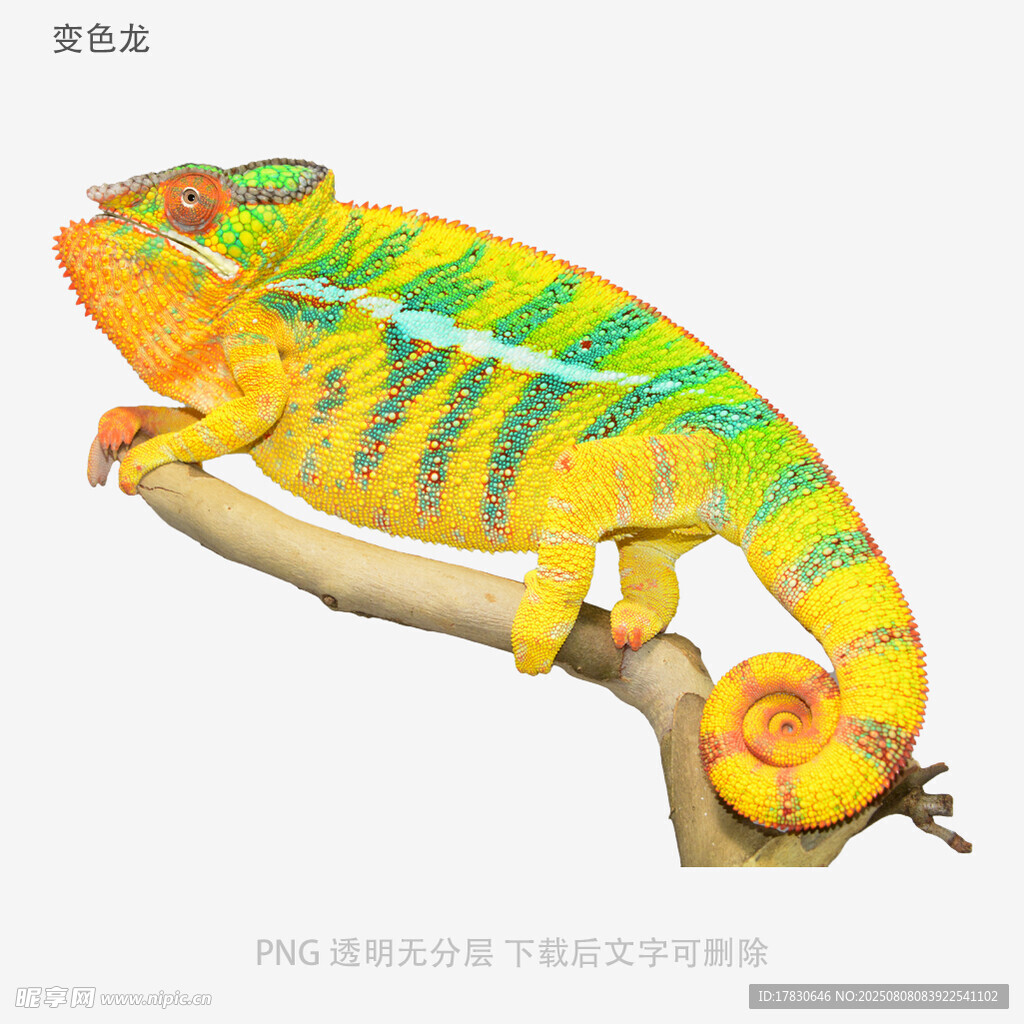 变色龙